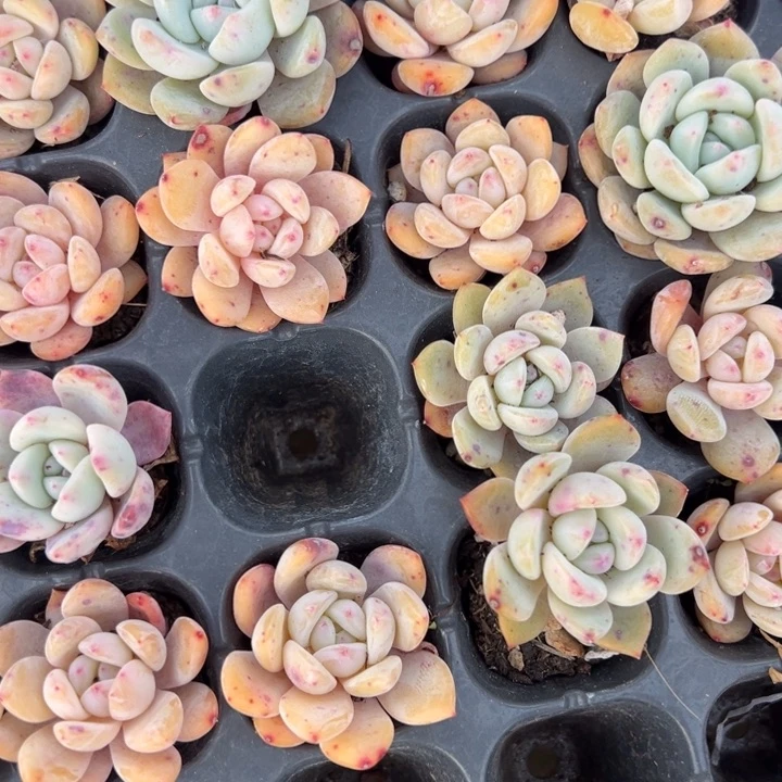 梦露3cm10颗多肉满20包邮下午发