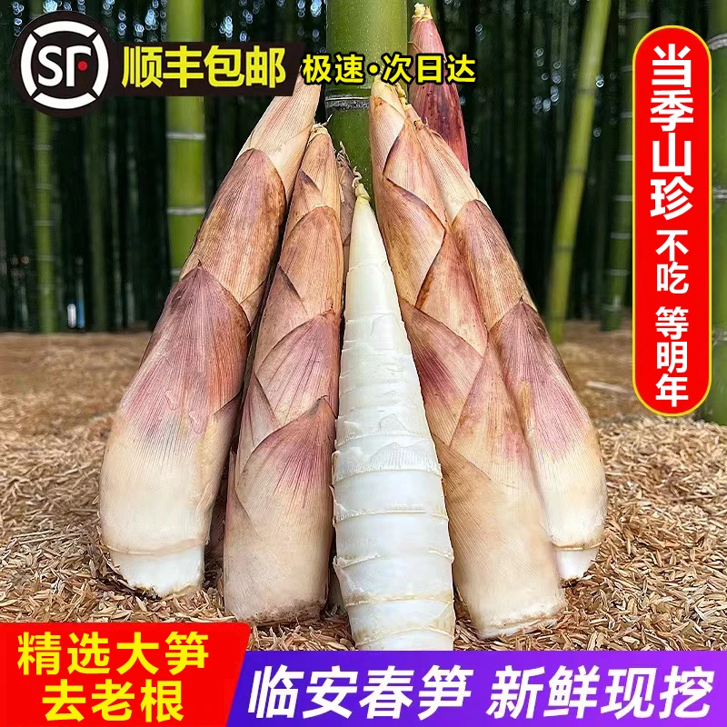 【新春特惠】临安春笋5斤天目山新鲜竹笋现挖雷竹笋腌笃鲜嫩笋尖3斤