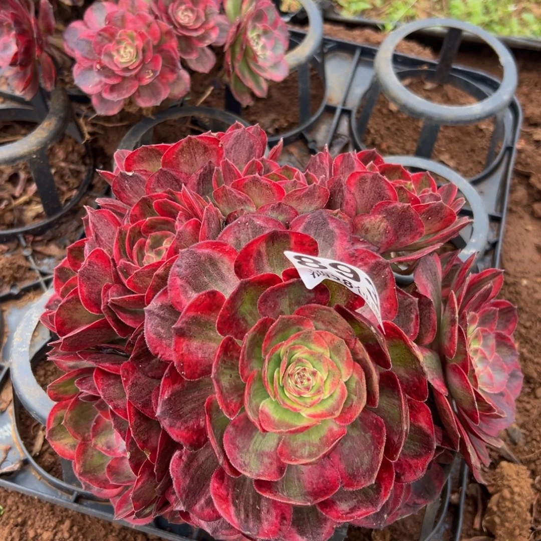 多肉植物893赤子心杆子有伤