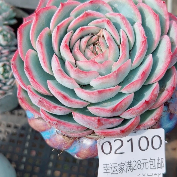 幸运儿是个好孩子呀