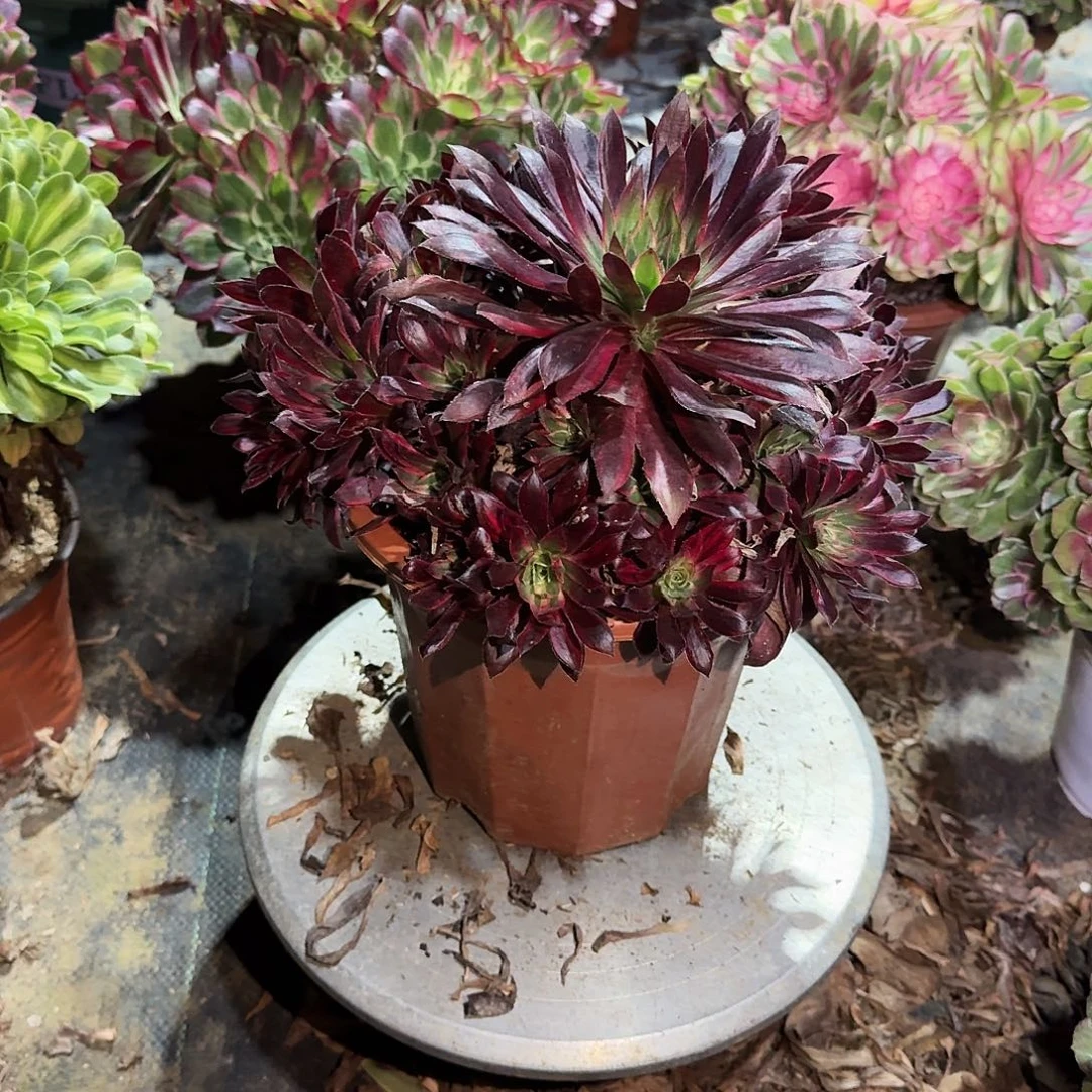 多肉植物孔雀锦596