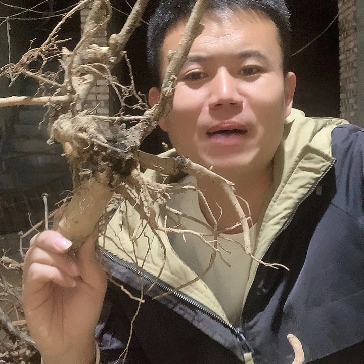 洛***缘当前无花栽培后可以开花
