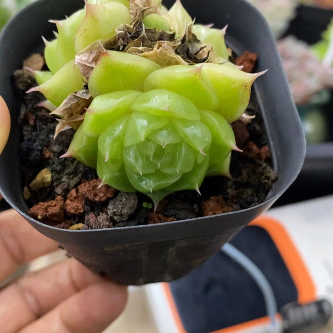 精品多肉一物一拍不包整358