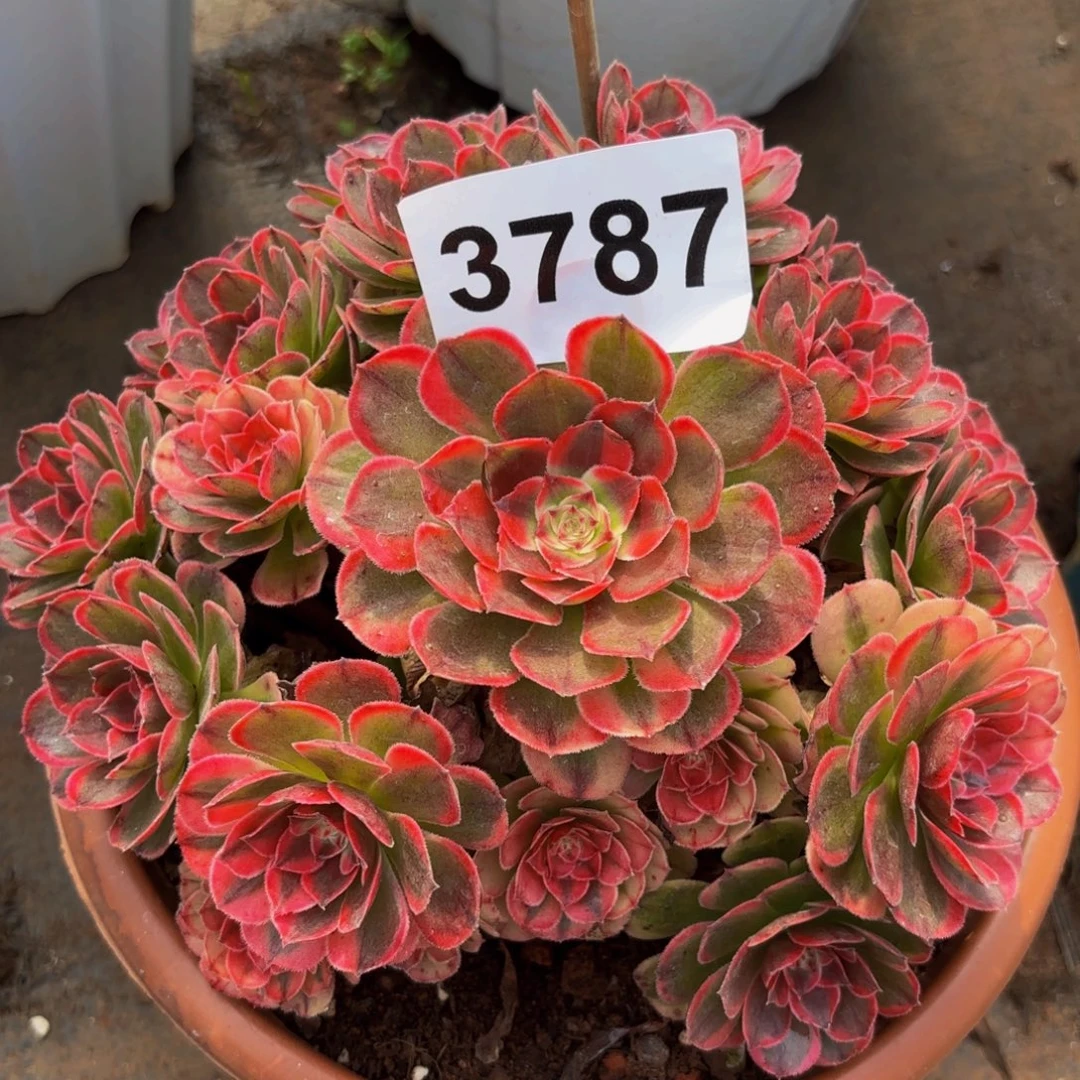 3787多肉植物海神