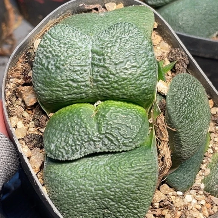 蝴蝶叶卧牛一物一拍1号
