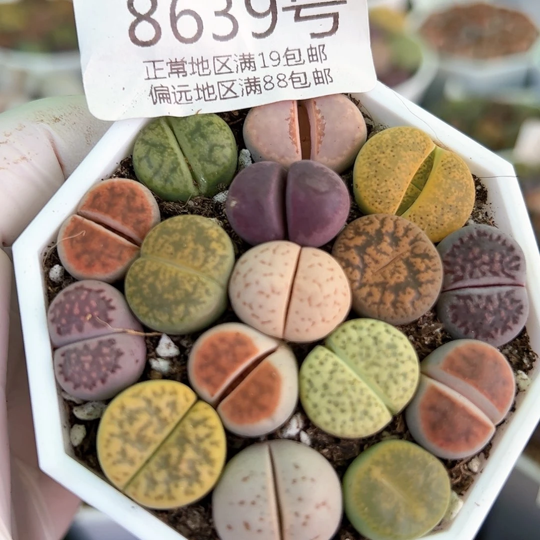 好养易活生石花大母本8639