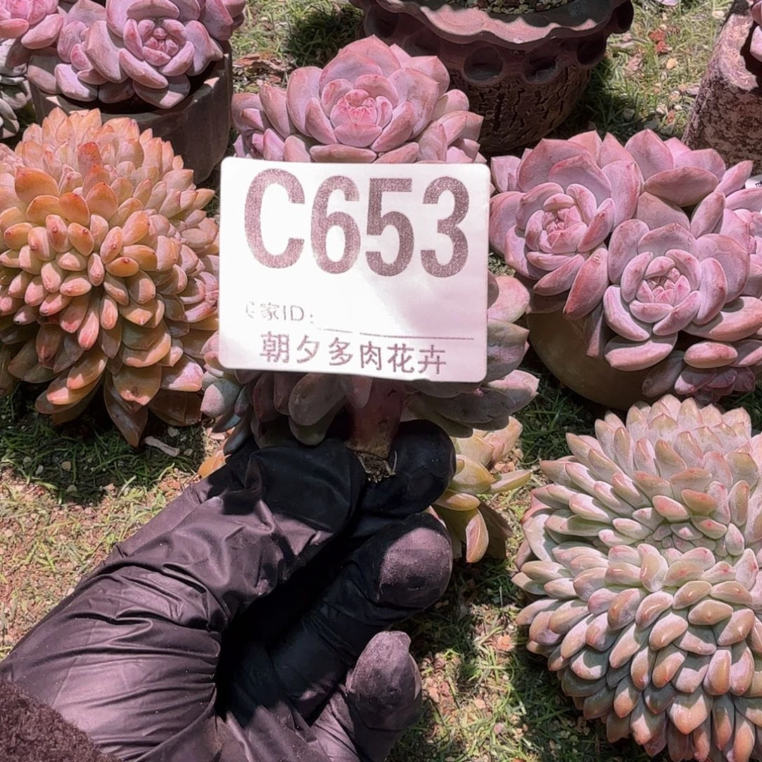 星影缀化长腿有底切呀
