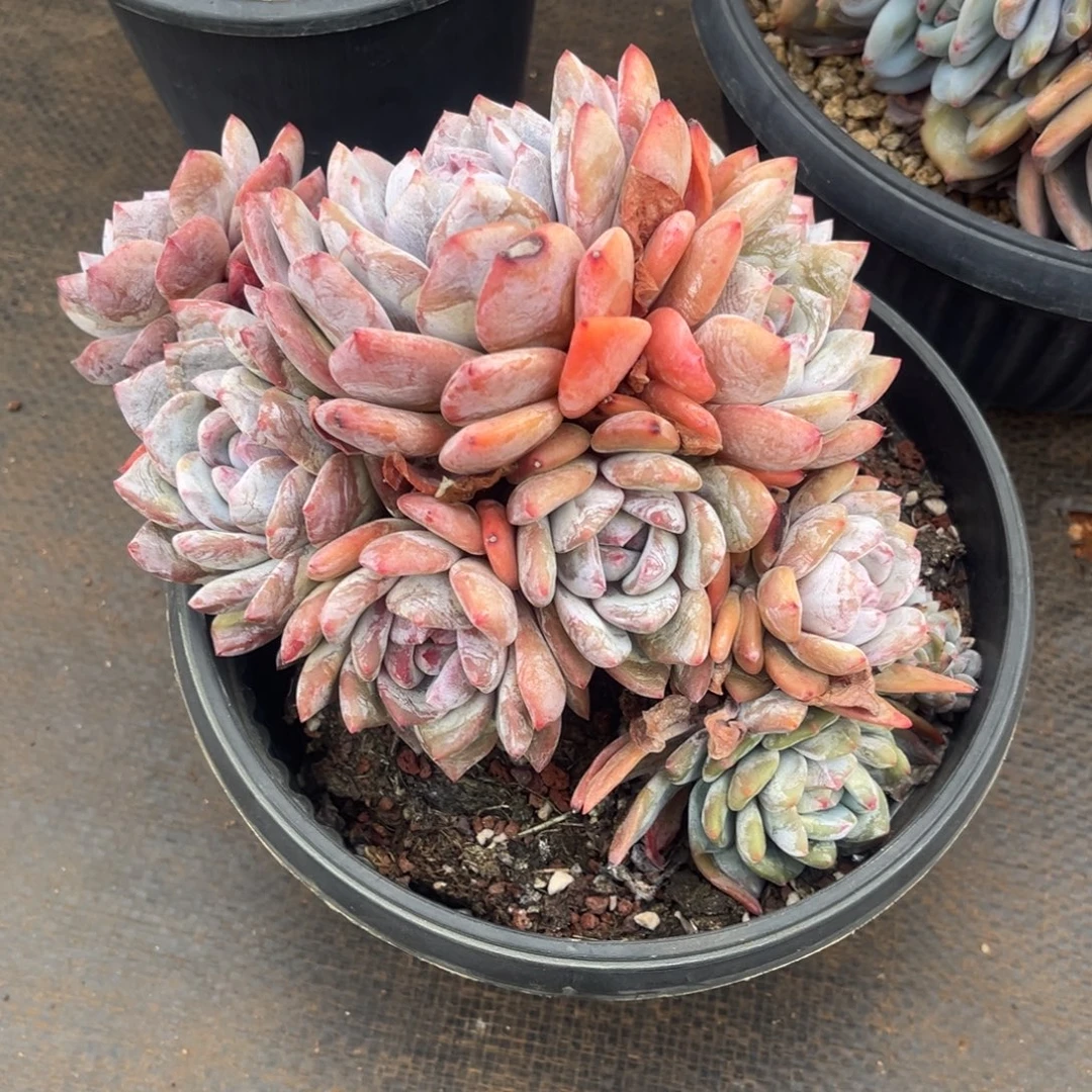 青***莉青莉姐姐的变异星颖群一物一拍