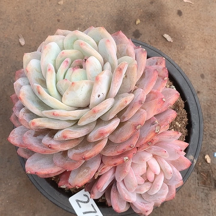 279橙子一物一拍多肉