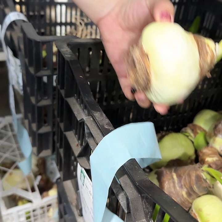 白妮芙7公分左右大丑球