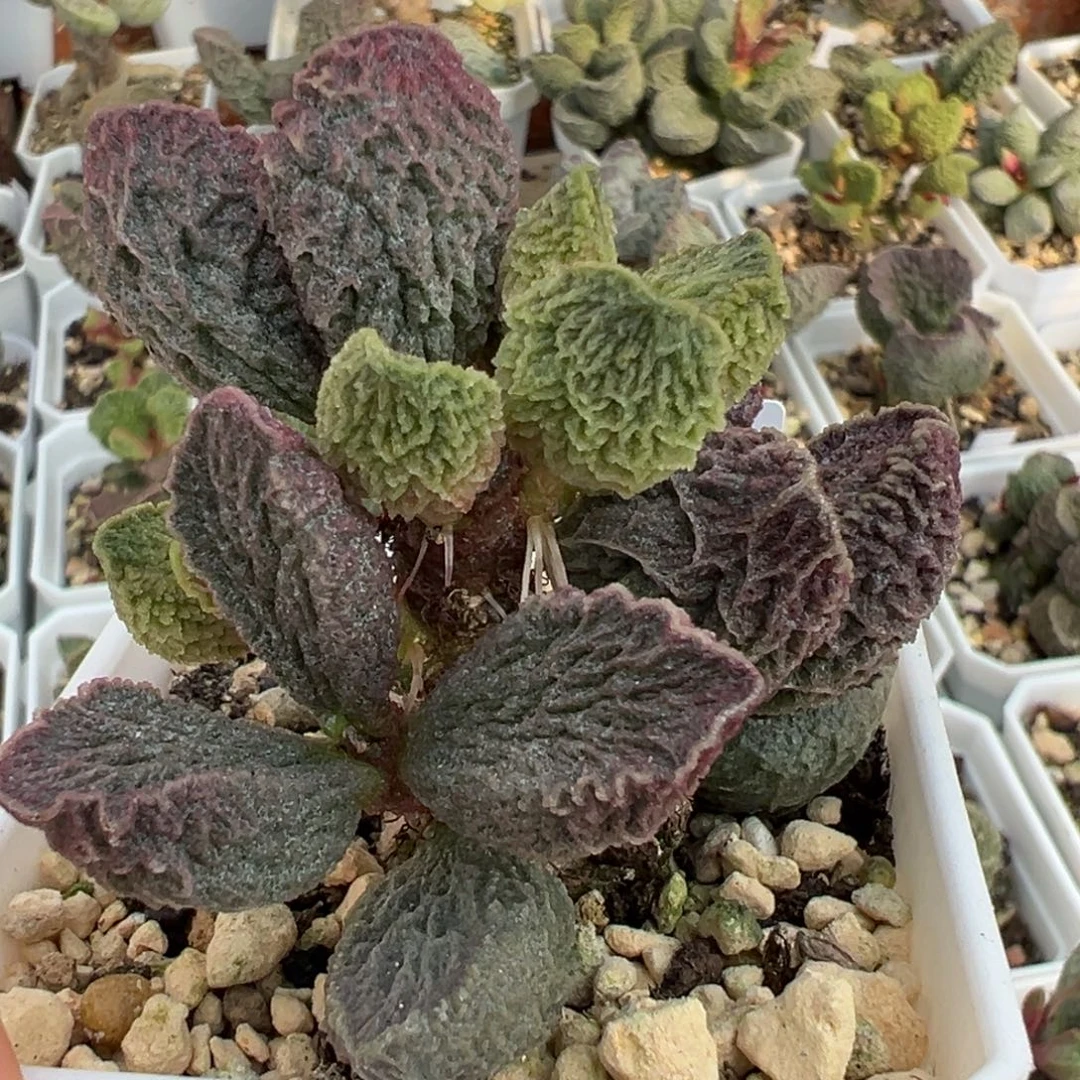 卡洛琳多头纯木质桩多肉植物