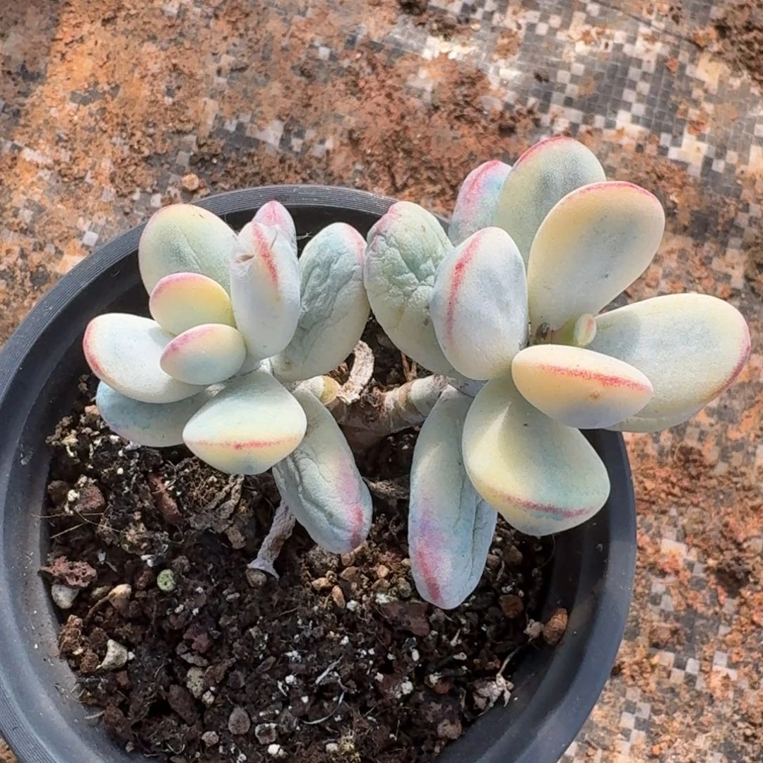 乒乓福娘一物一拍