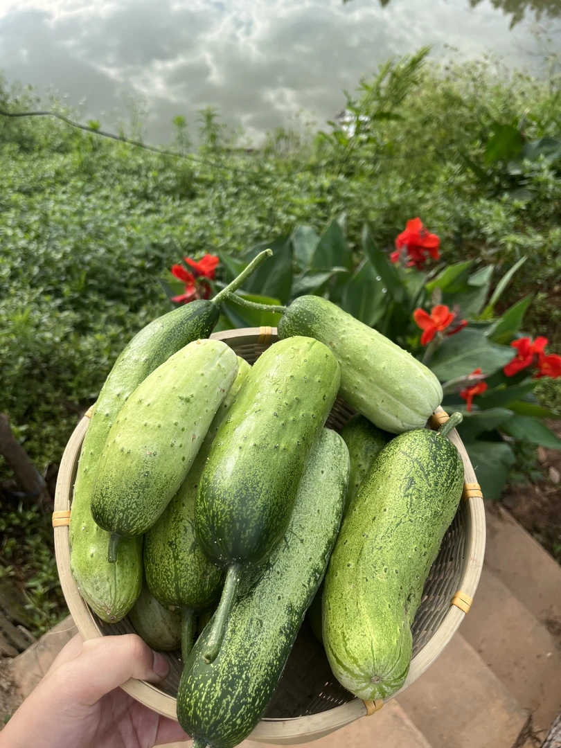农家自种水果黄瓜可生吃可凉拌脆香可口