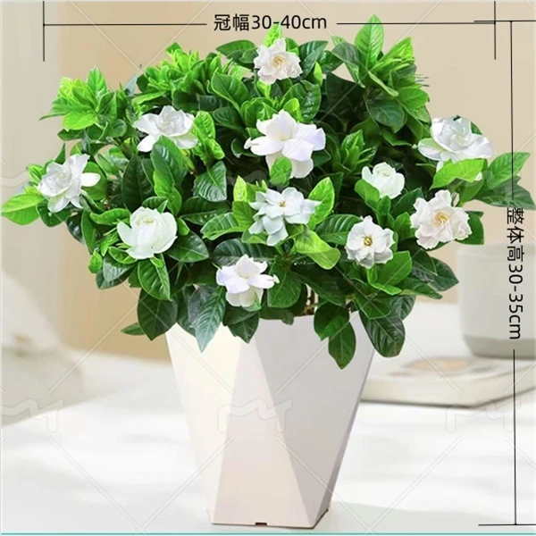 栀子花小叶带花苞浓香型多季开花盆栽好养花卉植物室内办公室