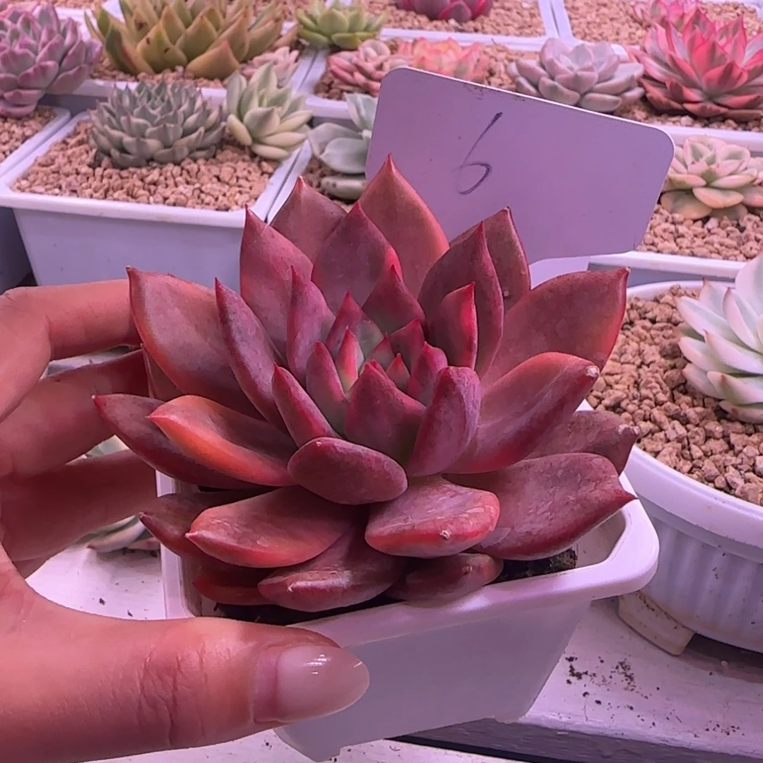 拉梅拉6号锦多肉植物