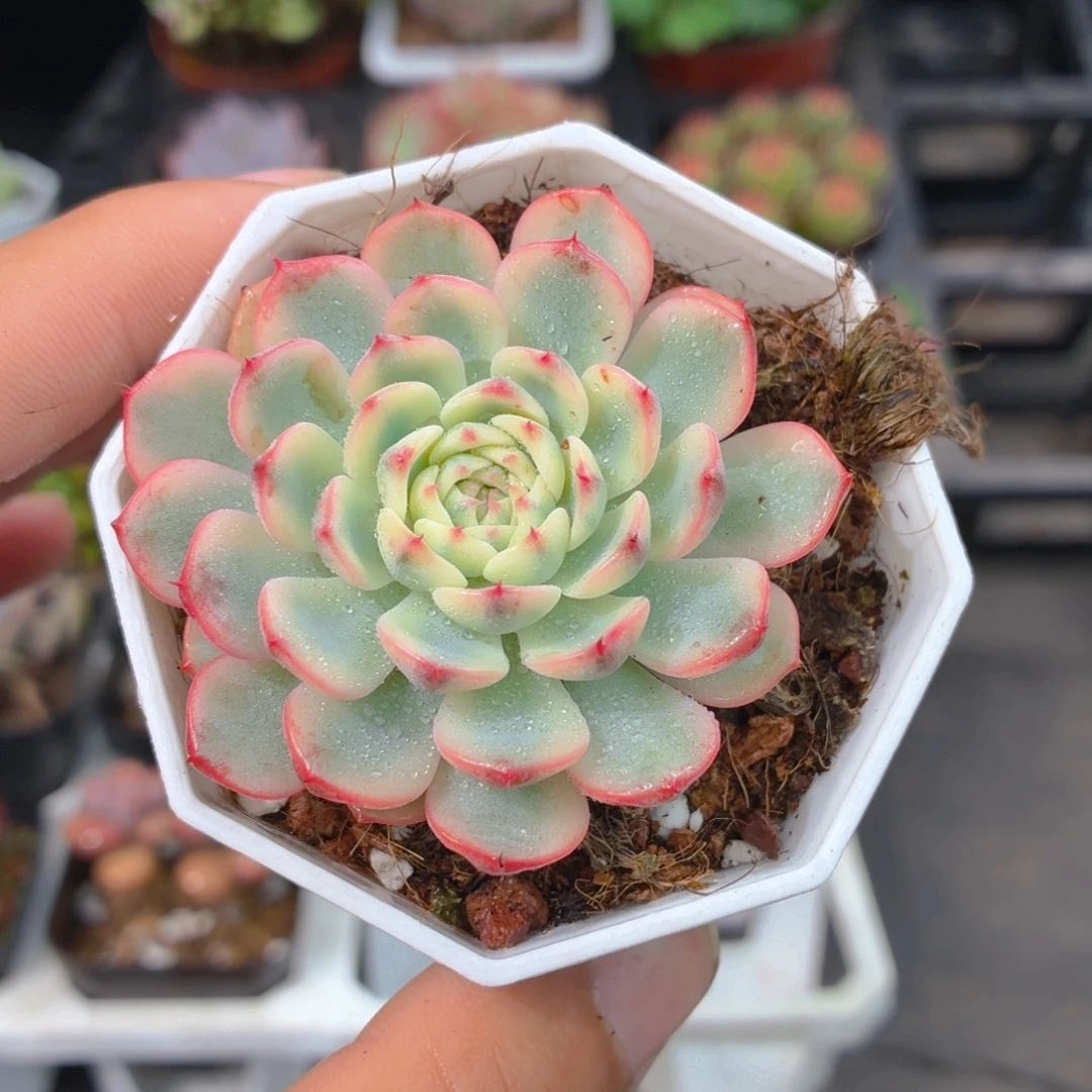 姬莲锦多肉9.9包邮发货