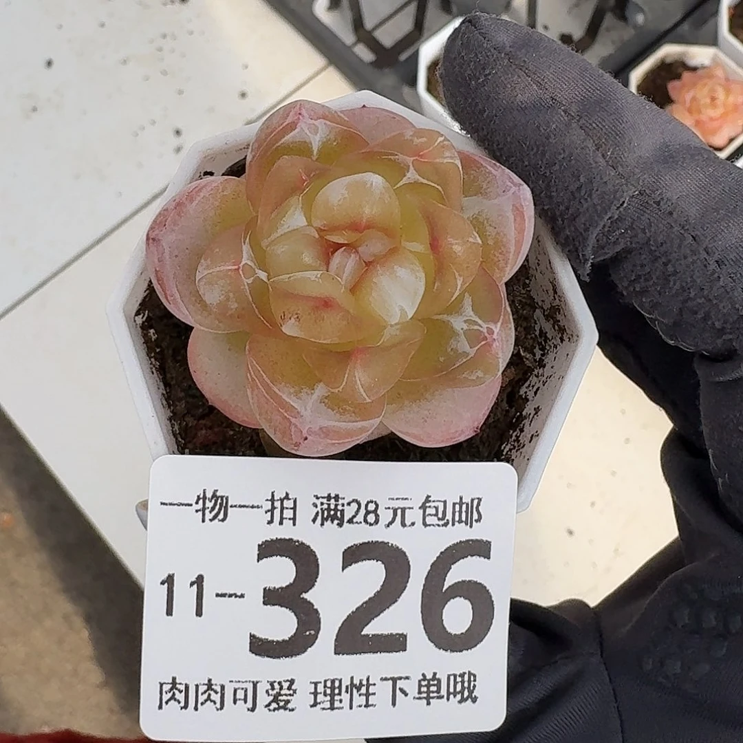 恶魔之泪无盆土发货无盆土发货无