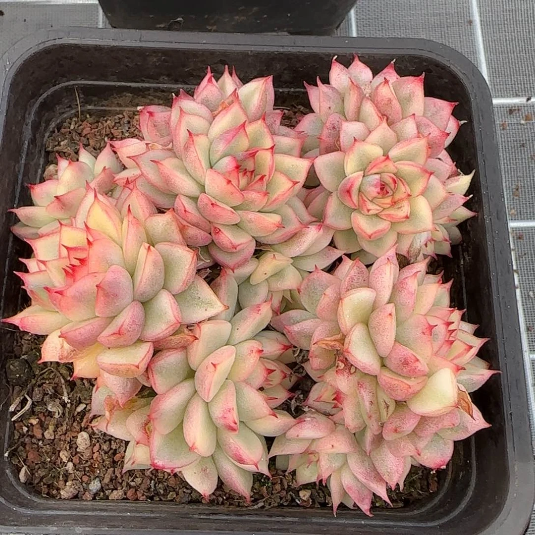 从前慢花园精选0121-女雏锦