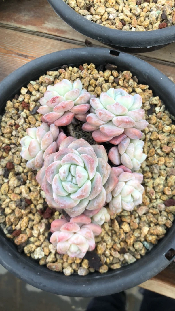 我的心肝冰玉多肉