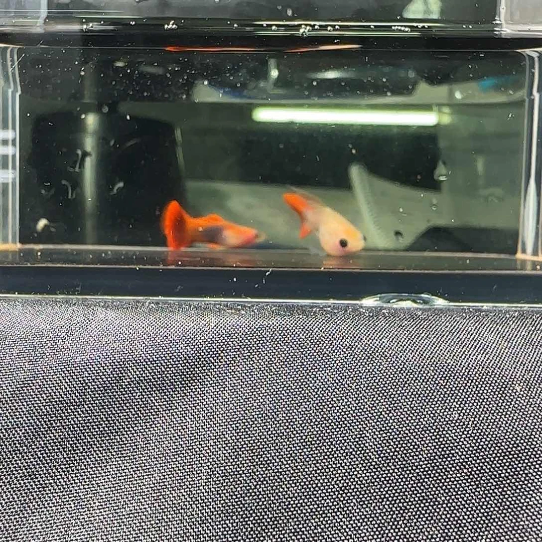孔雀鱼关注主播可以竞拍