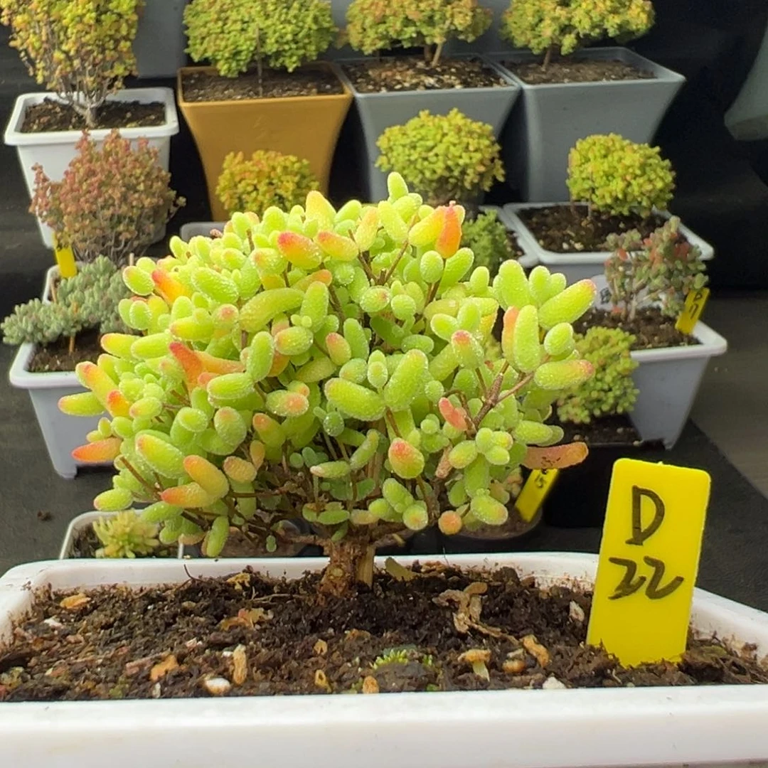 福利蜜橘带盆带土发货