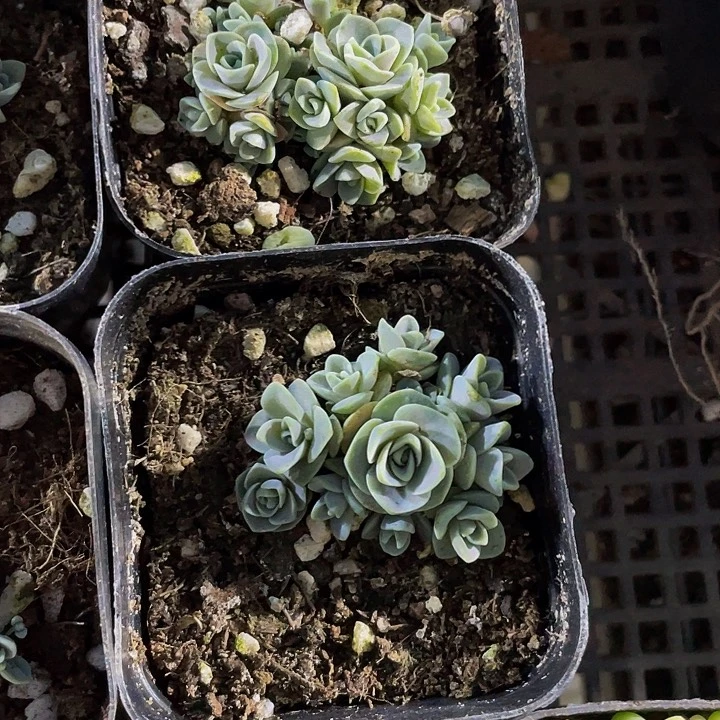 子持莲华2.8带盆土