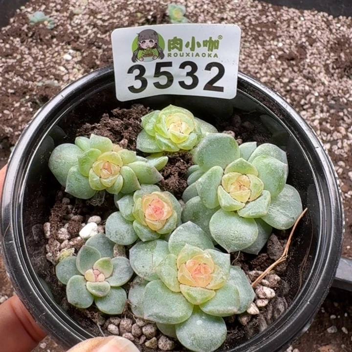 多肉植物多肉植物