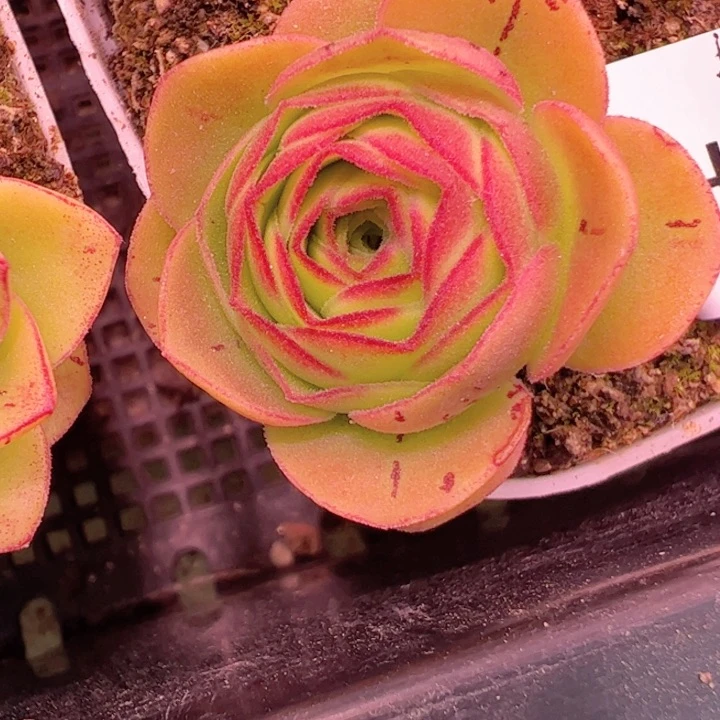 花生 怕美x绝色 031