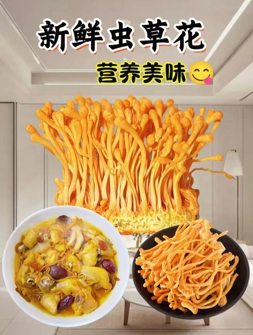 新鲜虫草花北虫草火锅烧烤煲汤食材云南蘑菇批发