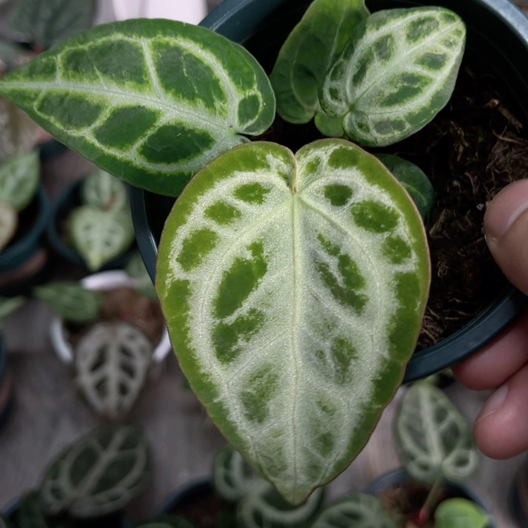 完全开放银王自交