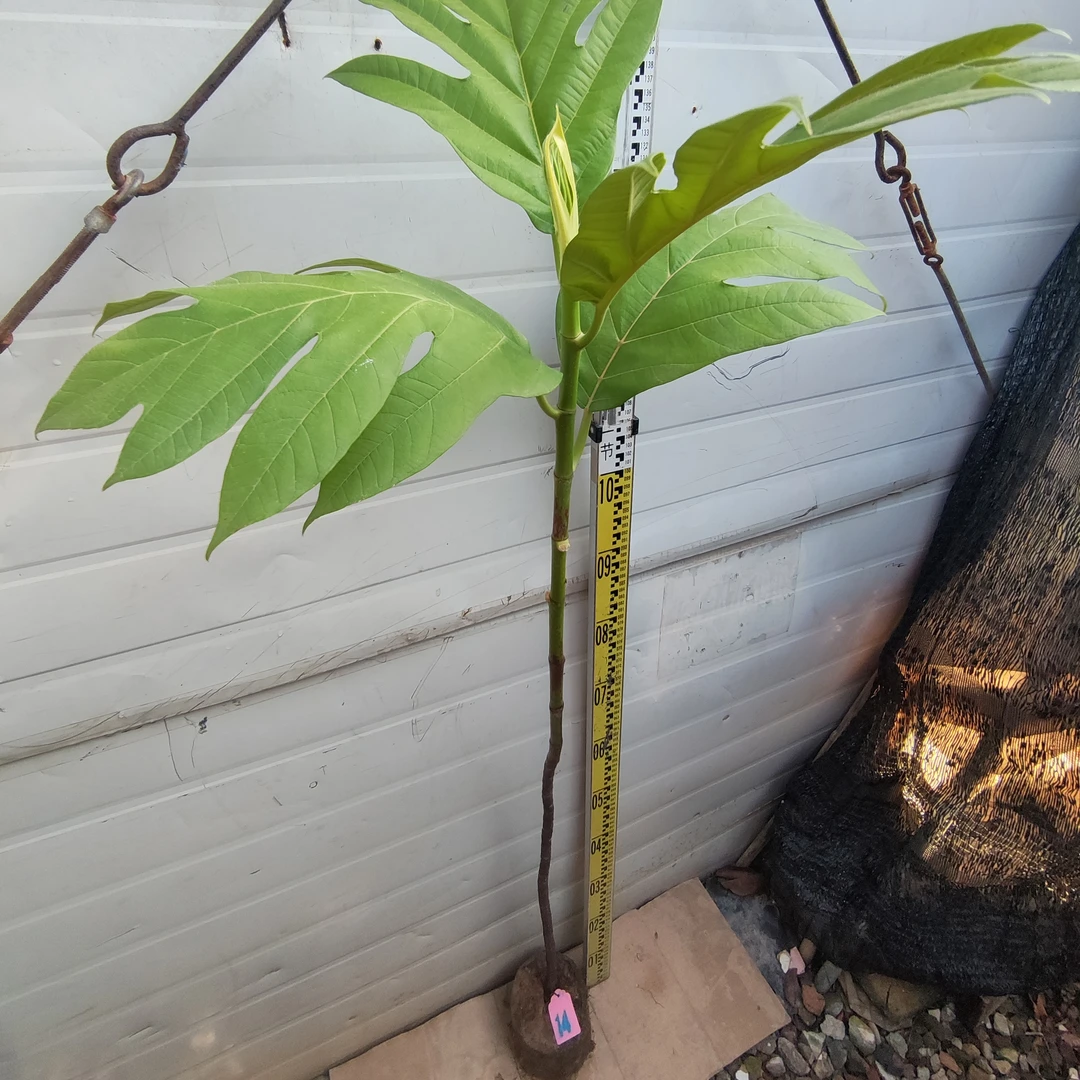 面包树面包果布袋苗14号罗蜜树马槟榔面磅树庭院大型绿植结果绿植