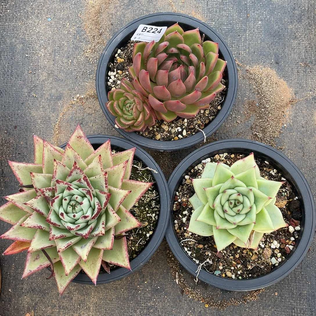 若如东云单拍B224