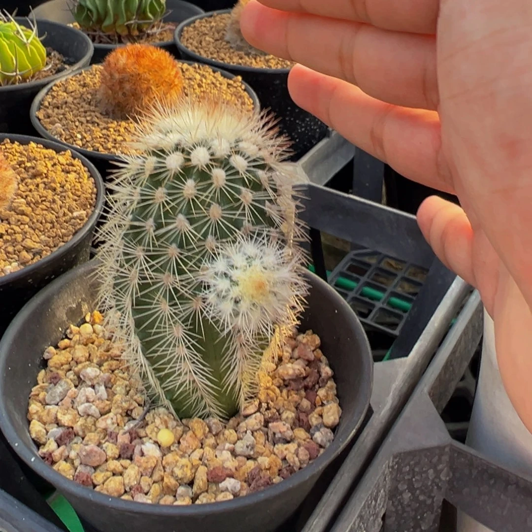 16实生根白云虾仙人球多肉植物带盆土
