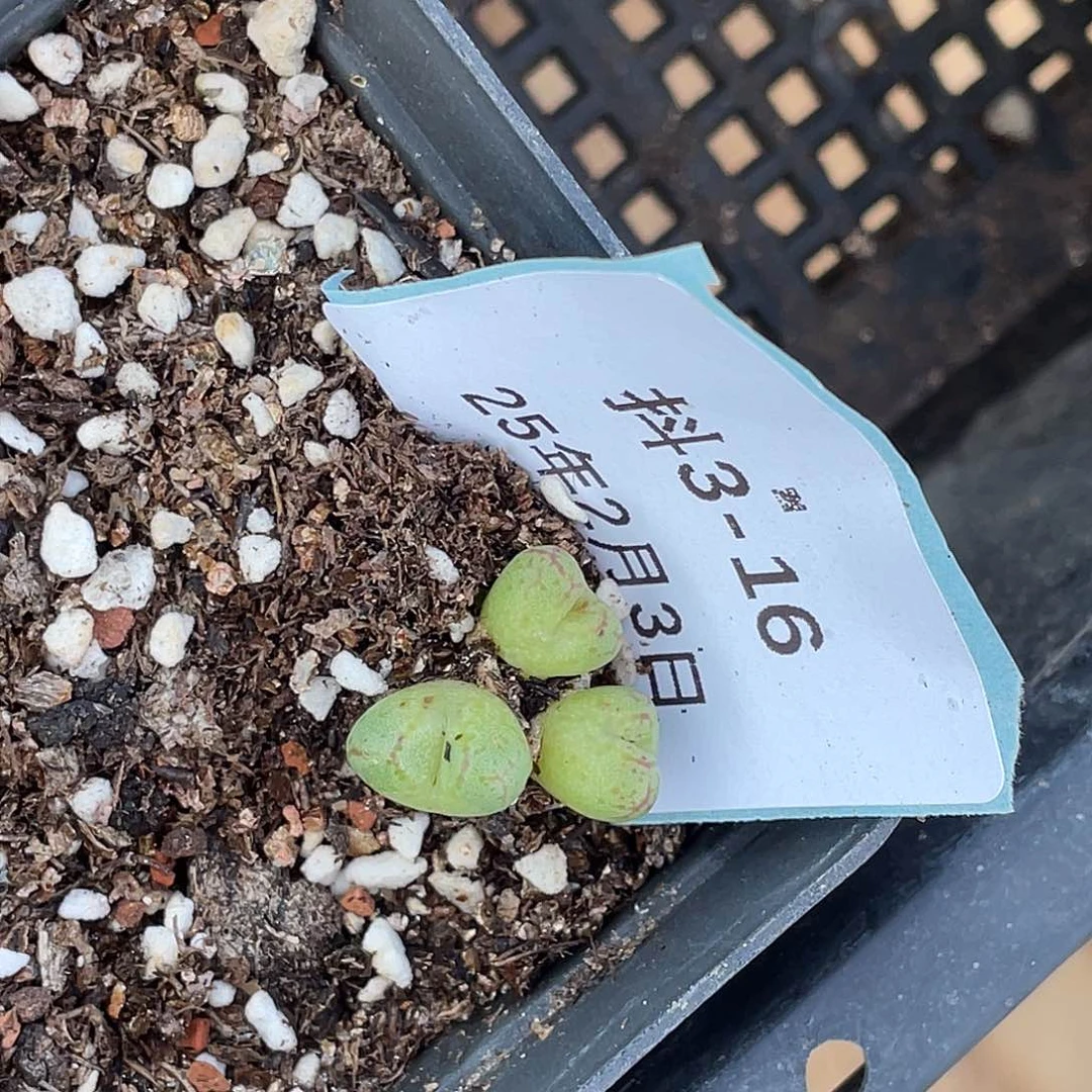 这***比3-16肉锥多肉植物