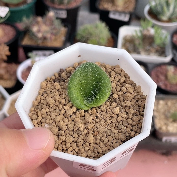 535毛爱心立金花块根