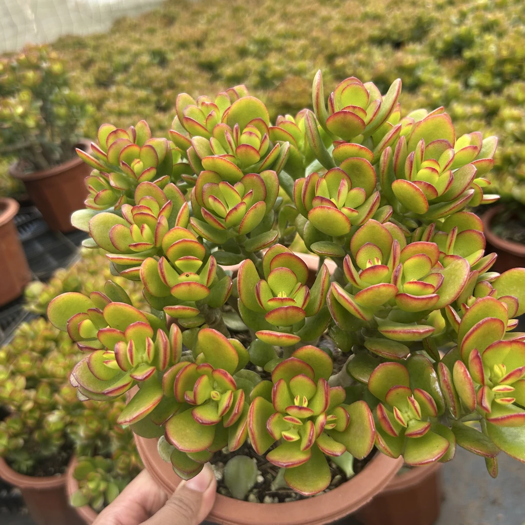 发财树摇钱树多肉植物庭院美观净化空气新手好养