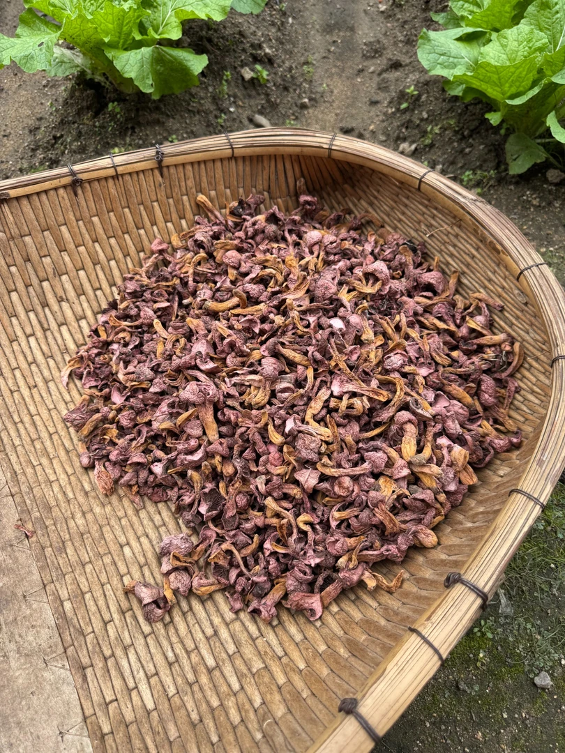 2025年新红蘑红松伞蘑菇丁肉蘑东北特产原生态无添加