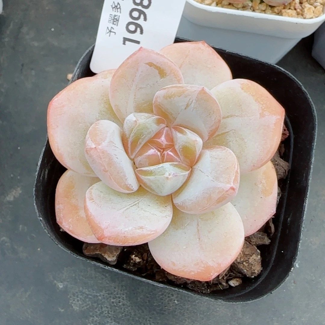 孤品珍妮，1998多肉植物