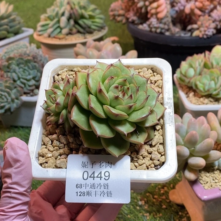 0449 不满68请拍冷链