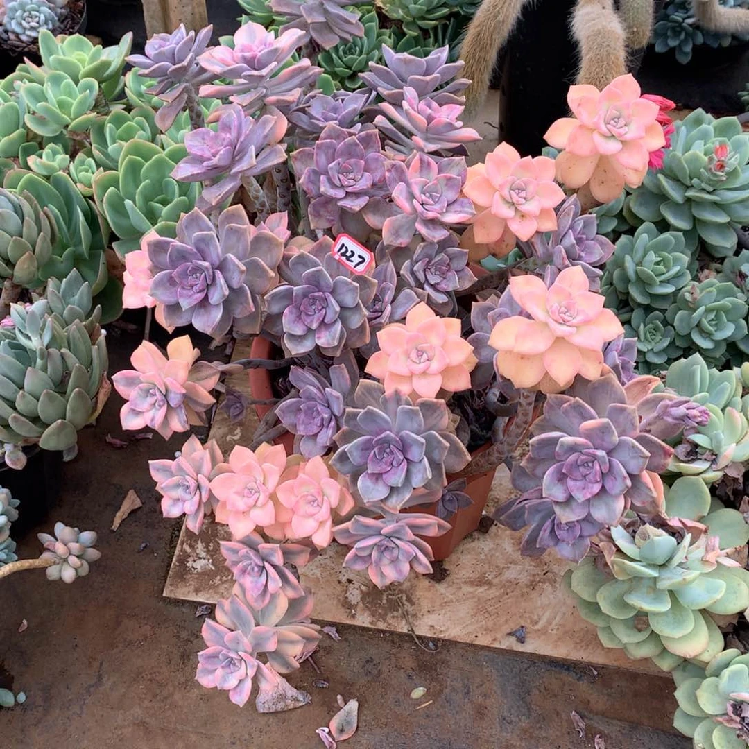 紫乐锦1227物流自理晓晓一物一拍