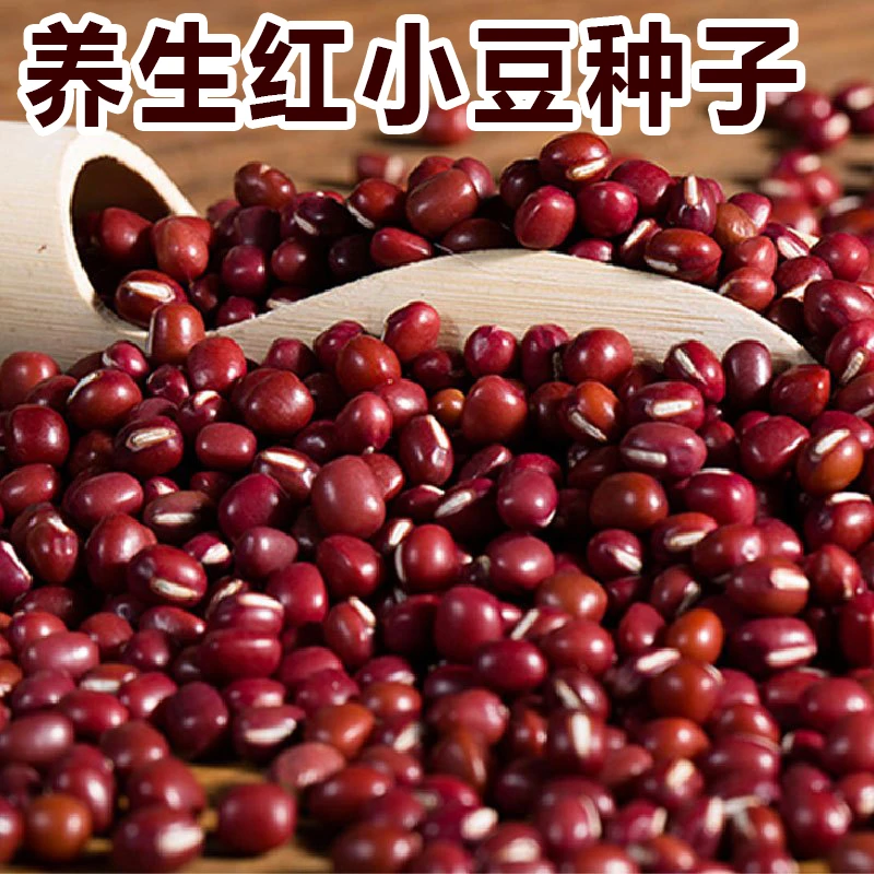 养生红小豆种子豆香浓郁夏季红豆鲜食家庭小菜园春夏季蔬菜种子