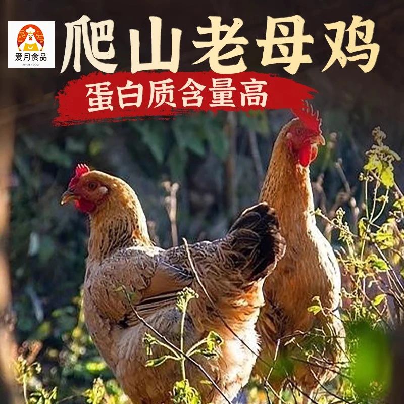 【顺丰】（三只）辽宁黑山清真老母鸡散养爬山土鸡新鲜现杀（600天）