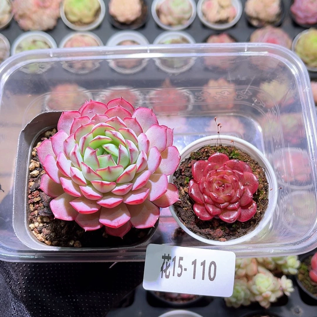 花利美15-110桃花雨➕灵翠