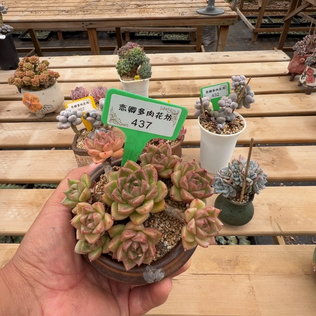 437号老桩无砍多头