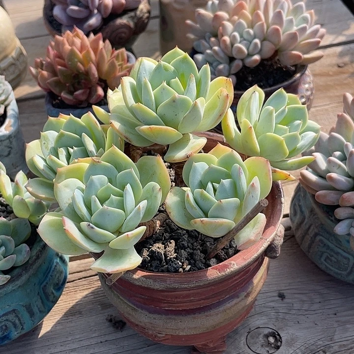 多肉植物多肉植物