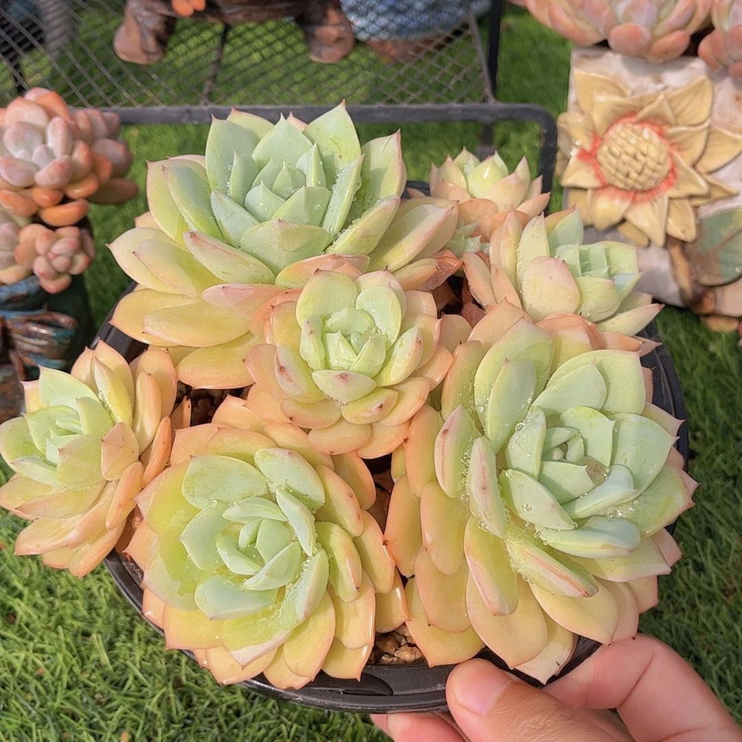 韩版恋曲精品多肉