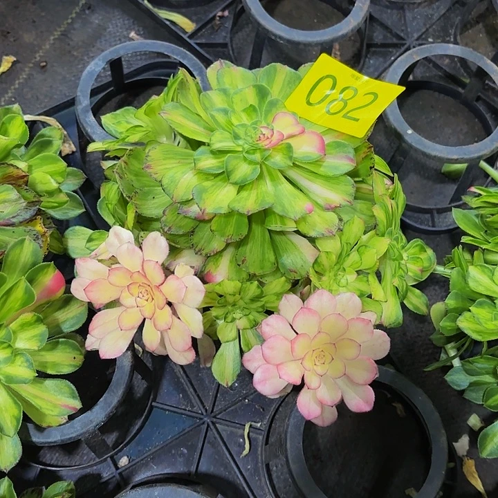 哈哈多肉植物知否082