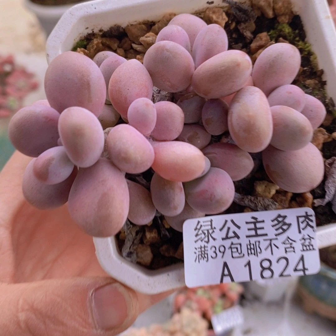 腰子桃蛋6cm1824多肉