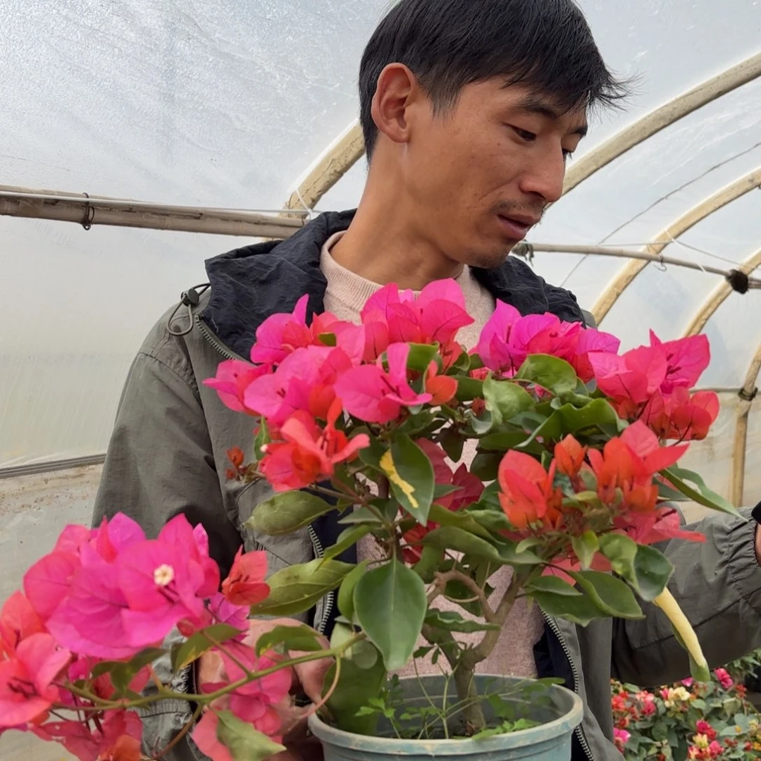 完全开放（红骑士）三角梅会落花落叶会光杆苗有大有小