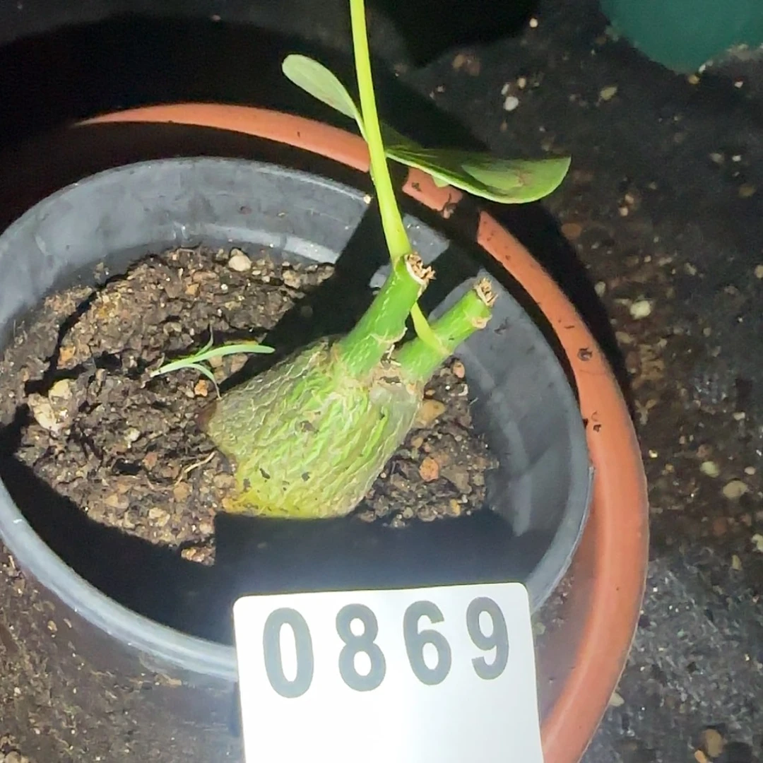 【闪购商品】苏*X块根植物
